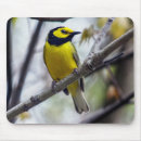 Search for hooded mousepads Bird