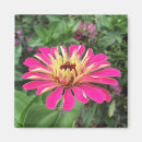 Recherche de zinnia magnets Été