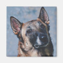 Recherche de malinois magnets Chiot