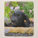 Search for labrador retriever blankets Funny