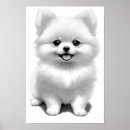 Recherche de de chien pomeranian Chiot mignon