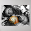 Search for white sea shells posters Black