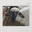 Search for lamb horizontal postcards Livestock