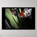 Search for gold fish posters Aquarium