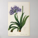 Recherche de agapanthus posters Africain