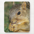 Search for squirrel picture mousepads Cute