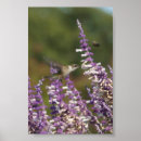 Search for nectar posters Hummingbird