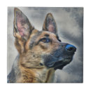 Recherche de chien berger carreaux Canine