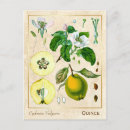 Search for medicinal plants postcards Herb