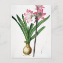 Recherche de belladonna posters Redoute