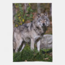Recherche de loup cuisine linges Faune