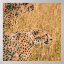 Search for leopard eyes art Wild