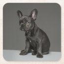 Search for french bulldog coasters Puppy
