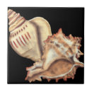 Search for conch shell tiles Sea