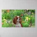 Search for cavalier spaniel king charles posters Puppy