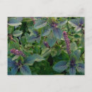 Recherche de hybride cartes postales Violet