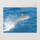 Recherche de dauphins cartes postales Maritime