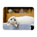 Search for lovable magnets Animal