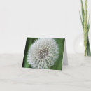 Recherche de pissenlit photographie Floral