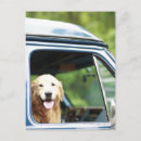 Search for car postcards Animal