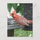 Recherche de poulailler cartes postales Oiseau