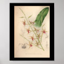 Search for 1860 Lithograph