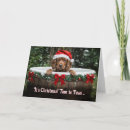 Search for irish setter christmas cards Xmas