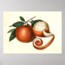 Search for mandarin oranges posters Fruit