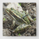 Recherche de marais horloges Grenouilles