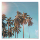 Recherche de arbre de noix de coco Île