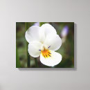 Search for viola canvas prints Flower
