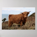 Search for highland cow posters Scottish