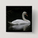 Recherche de cygnes badges Oiseaux