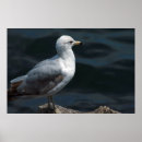 Search for large bird posters Wild