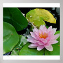 Search for buddha lotus posters Pink