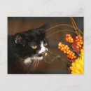 Search for thanksgiving cat postcards Animal