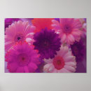 Recherche de fleurs marguerite gerbera art Marguerie
