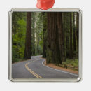 Search for redwood trees ornaments Forest