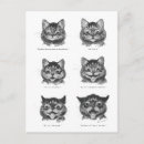 Recherche de visage de chat cartes postales Chats