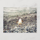 Recherche de gallets cartes postales Animaux