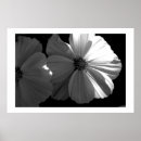 Search for black and white sun posters Botanical