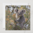Search for cuddly bear invitations Koala
