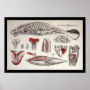 Recherche de biology posters Animal