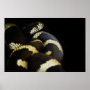 Search for yellow snakes posters Black