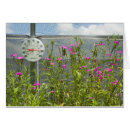 Search for sunshade Flowers