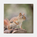 Search for red squirrel magnets Animal