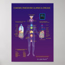 Search for endocrin posters Glands