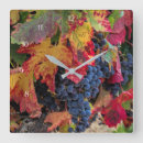 Search for grape clocks Harvest