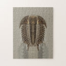 Search for fossil puzzles Paleontology