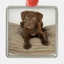 Search for chocolate lab ornaments Animal